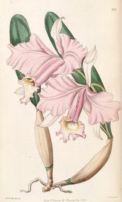 Cattleya labiata von W. B. Booth